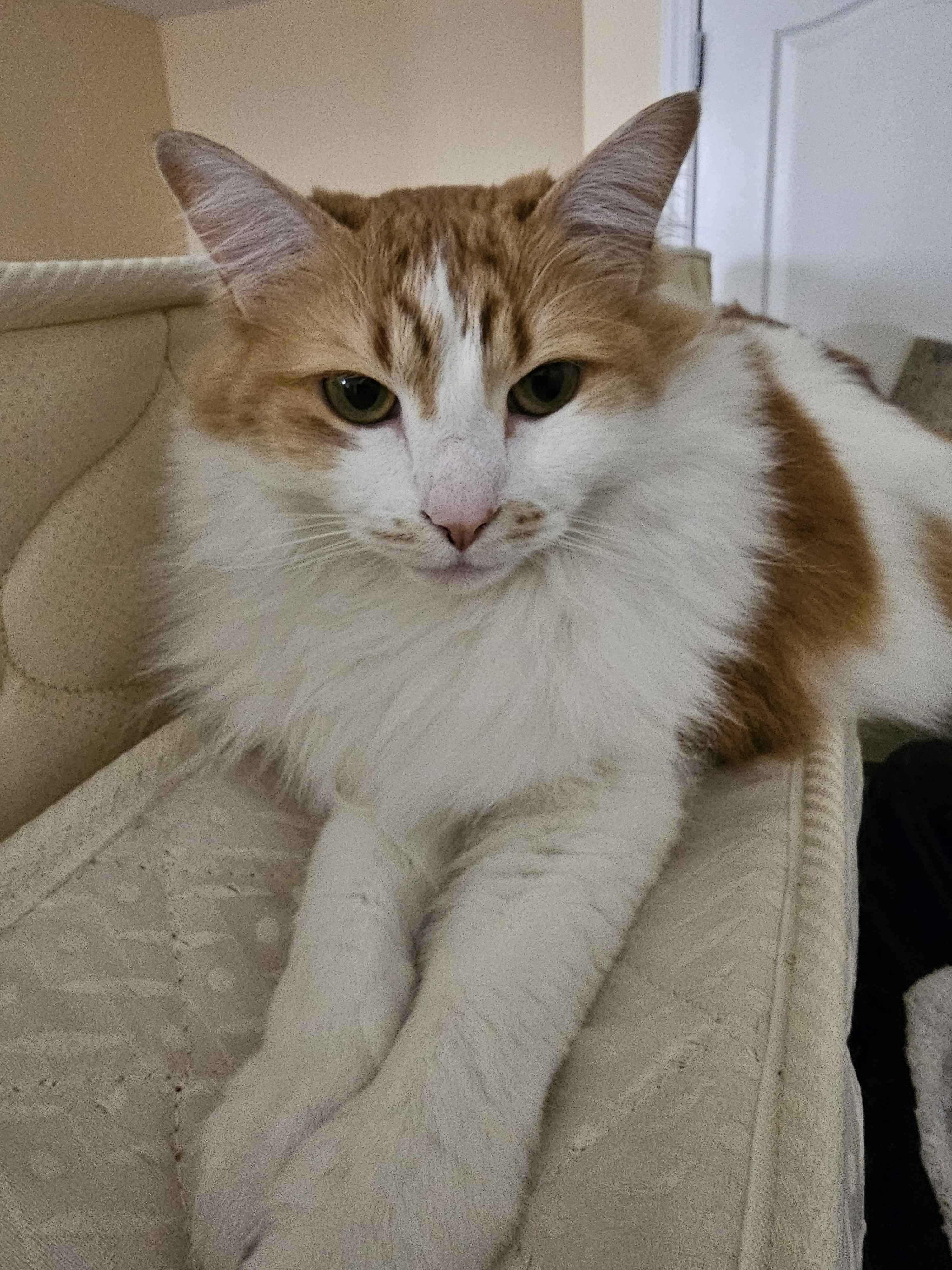 Cuddly senior cat Luna