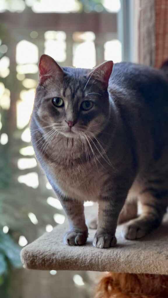 Curious and kind cat Mittens