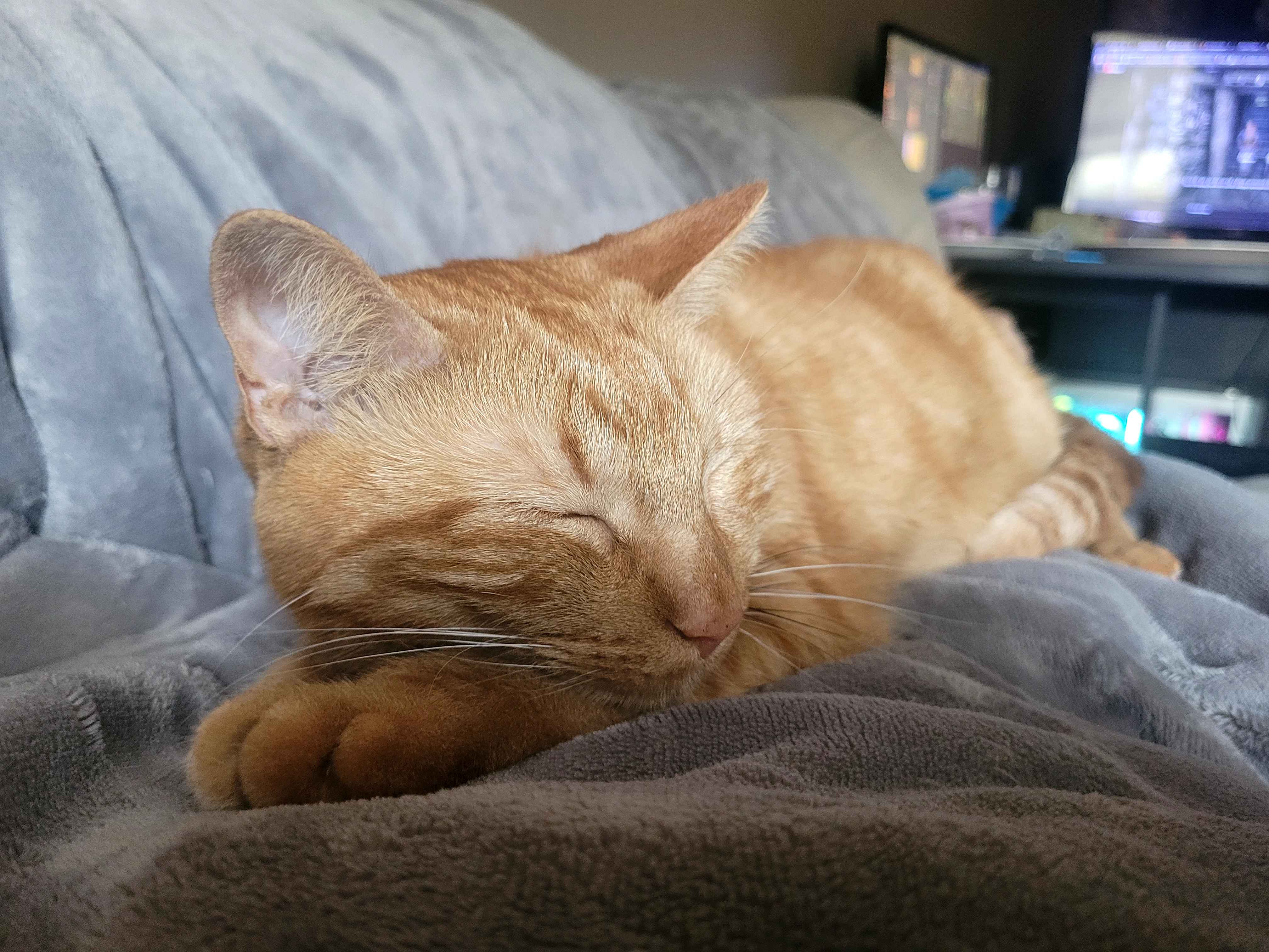 Relaxing and snuggly cat Bella